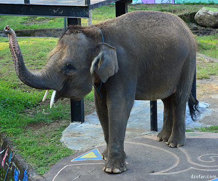 Gajah di Batu Secret Zoo 
