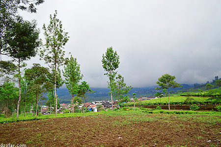 Pemandangan Desa Tambi